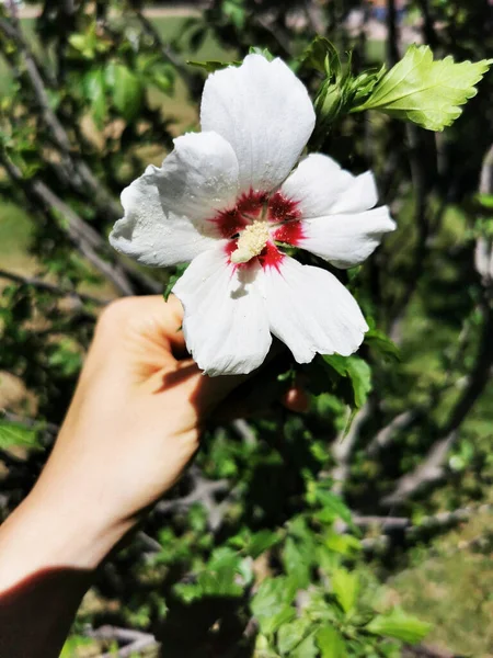 Közelkép Egy Fehér Hibiszkusz Virágról — Stock Fotó