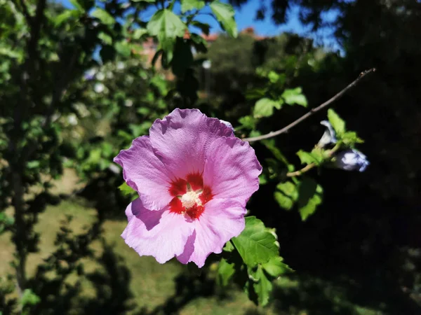 Een Close Shot Van Een Roze Hibiscus Bloem — Stockfoto