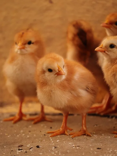 Aranyos Kilátás Kicsi Sárga Kisbabára Csirkék Otthon — Stock Fotó