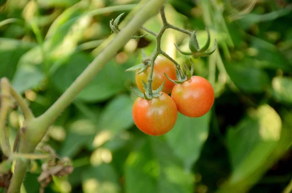 Närbild Gäng Mogna Röda Och Gröna Tomater Grön Suddig Bakgrund — Stockfoto