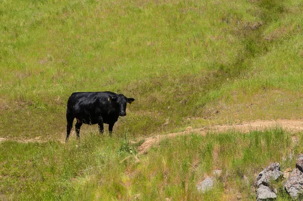 Uma Vaca Aberdeen Solitária Pastando Campo — Fotografia de Stock