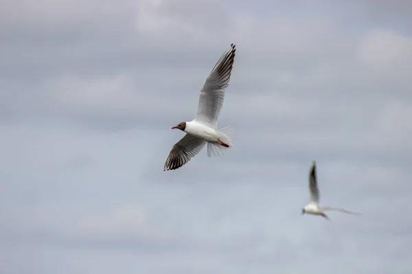 Twee Meeuwen Vliegen Bewolkte Lucht — Stockfoto