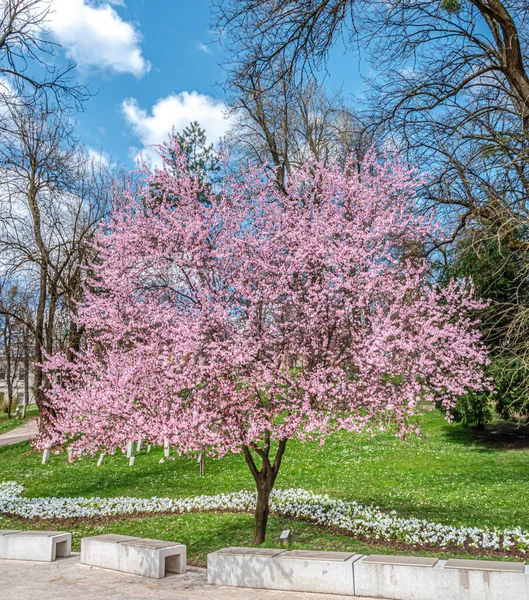 Parkta Çiçek Açan Erik Ağacı — Stok fotoğraf