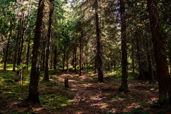 Güneşin Altındaki Güzel Gizemli Bir Orman Yoğun Yaprakların Arasından Işınlar — Stok fotoğraf