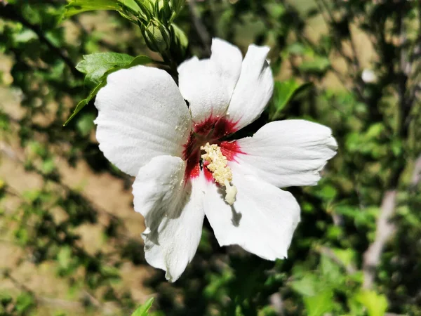 白いハイビスカスの花のクローズアップ — ストック写真