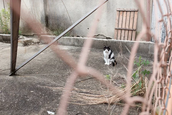 Μια Χνουδωτή Δίχρωμη Γάτα Αναπαύεται Στην Αυλή — Φωτογραφία Αρχείου