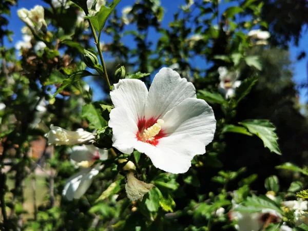 Primo Piano Fiore Bianco Ibisco — Foto Stock