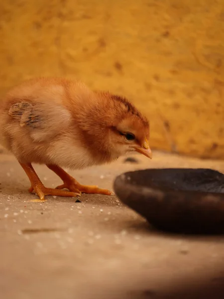 Une Jolie Vue Minuscules Poulets Jaunes Maison — Photo