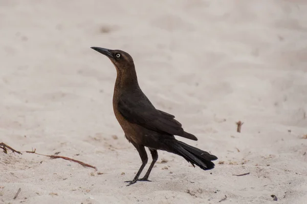 Ein Lustiges Gemeines Knistern Sand — Stockfoto