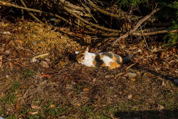 Trojbarevná Kočka Odpočívající Zemi Slunci — Stock fotografie