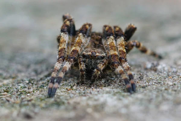 めったに見られないオーブ織りのクモの詳細な閉鎖 Araneus Angulatus — ストック写真