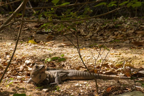 Close Uma Iguana Rastejando Pela Água — Fotografia de Stock