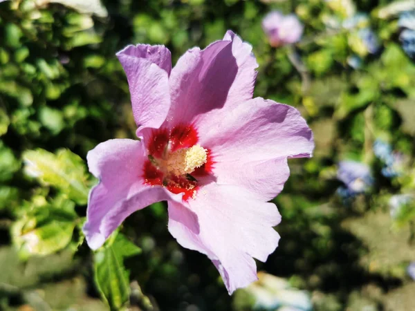 Detailní Záběr Růžové Květy Ibišku — Stock fotografie