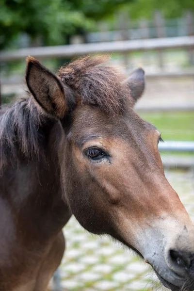 Een Verticaal Schot Van Een Klein Paard Een Grasveld Een — Stockfoto