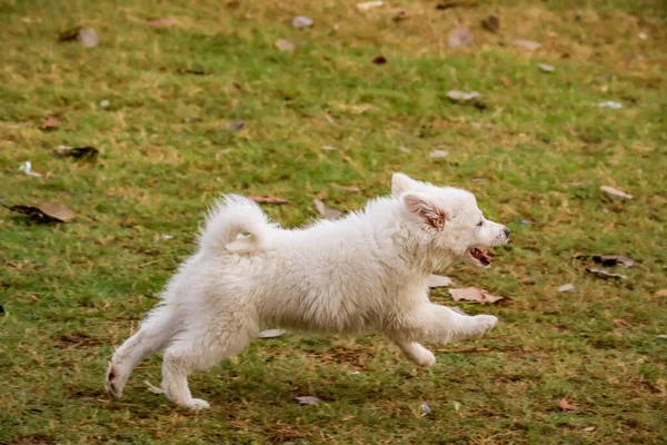 Симпатичный Вид Белой Крошечной Собаки Бегающей Траве Поле Солнечный День — стоковое фото
