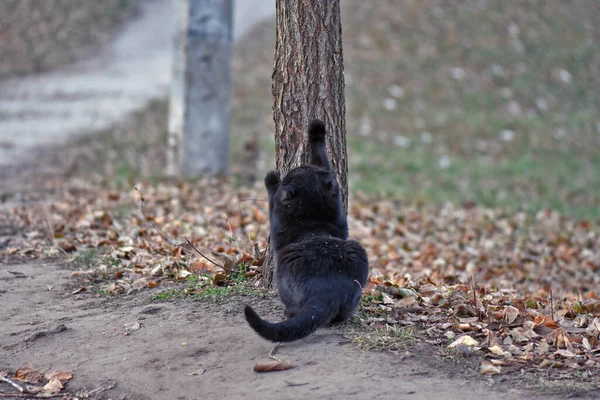 Primer Plano Gato Negro Arañando Árbol —  Fotos de Stock