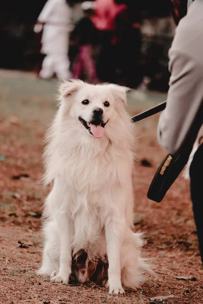 Симпатичний Вид Собаку Повідку Власником Парку — стокове фото
