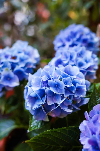 Plano Vertical Flores Hortensias Francesas Florecientes —  Fotos de Stock