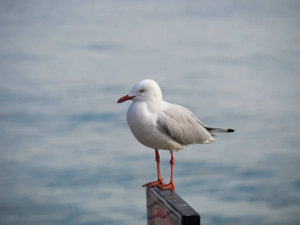 Primer Plano Una Gaviota Posada Sobre Una Barandilla —  Fotos de Stock