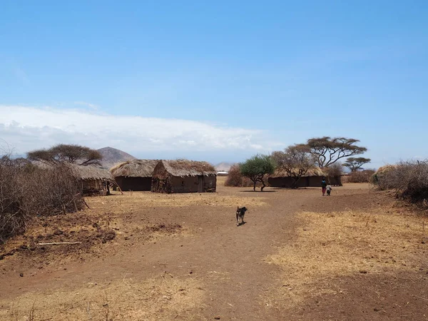 Hundarna Fältet Tanzania Afrika — Stockfoto