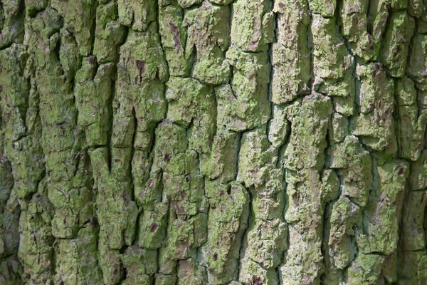 Detailní Záběr Mechem Starého Kmene Stromu Textury — Stock fotografie