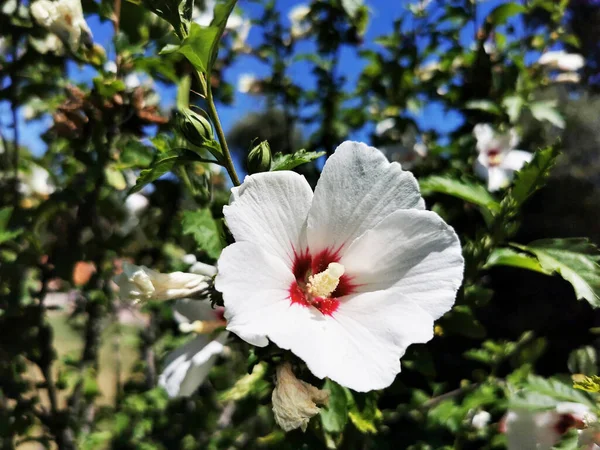 Detailní Záběr Bílé Květy Ibišku — Stock fotografie