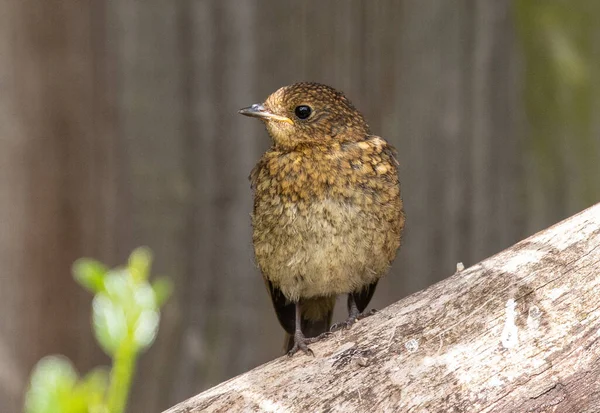 Gros Plan Oiseau Attrapeur Mouches Brun Vieux Monde Debout Sur — Photo