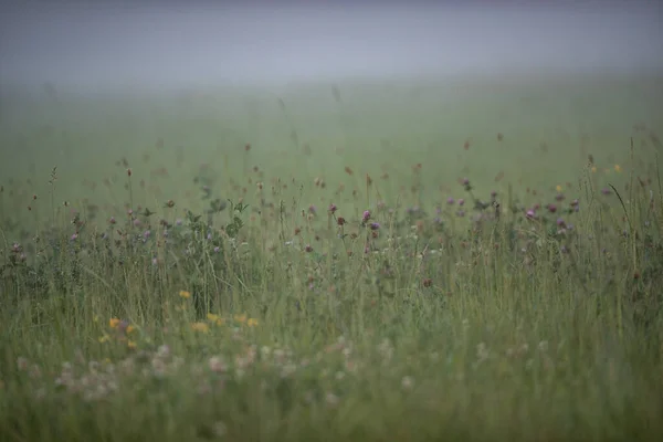 Eine Selektive Fokusaufnahme Von Kleinen Bunten Blumen Auf Einer Grasbewachsenen — Stockfoto