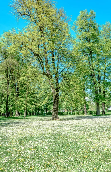 Plano Vertical Hermoso Prado Con Flores Blancas —  Fotos de Stock