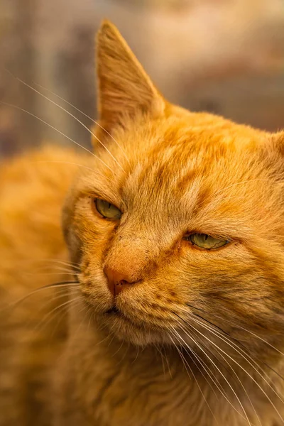 Primo Piano Simpatico Gatto Arancione Con Faccia Scontrosa — Foto Stock