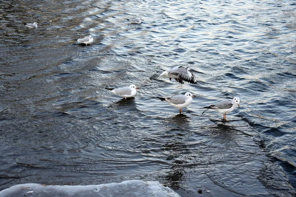 Gruppo Gabbiani Radunati Vicino Alla Riva — Foto Stock