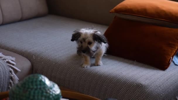 ソファに寝そべってる可愛い犬のクローズアップショット — ストック動画