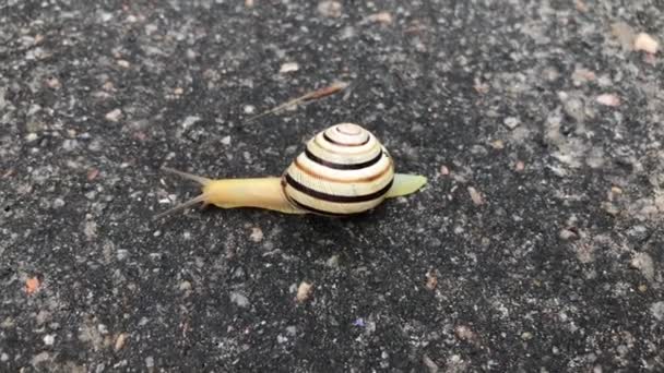 蜗牛在地面上 — 图库视频影像