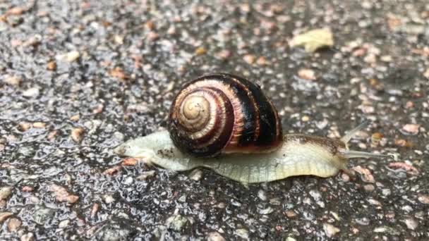 Caracol Suelo — Vídeos de Stock