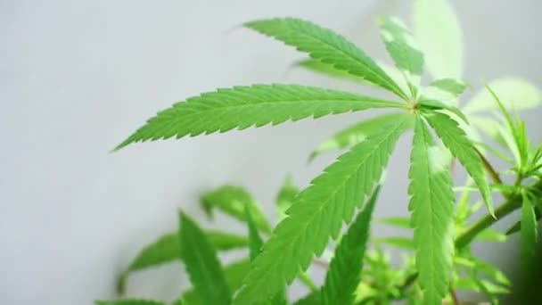 Medizinisches Marihuana Und Cannabisöl — Stockvideo