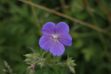 A closeup shot of the delicate blue flowers of the meadow geranium clipart