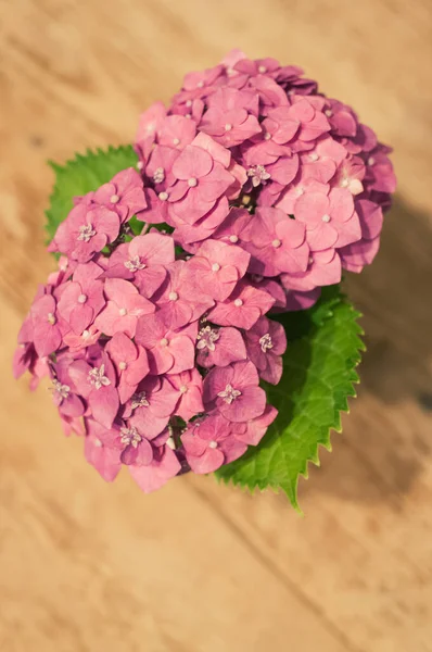 Όμορφα Μοβ Λουλούδια Ορτανσία Ένα Βάζο Απομονωμένο Ξύλινο Φόντο — Φωτογραφία Αρχείου