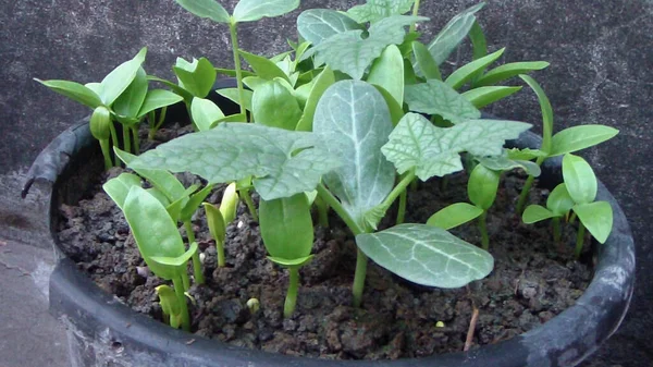 Detailní Záběr Čerstvé Zeleniny Sklízené Organické Zahradě — Stock fotografie