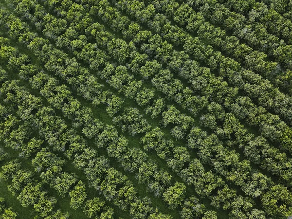 Tiro Aéreo Árvores Plantadas Fileiras Perto Uma Estrada — Fotografia de Stock