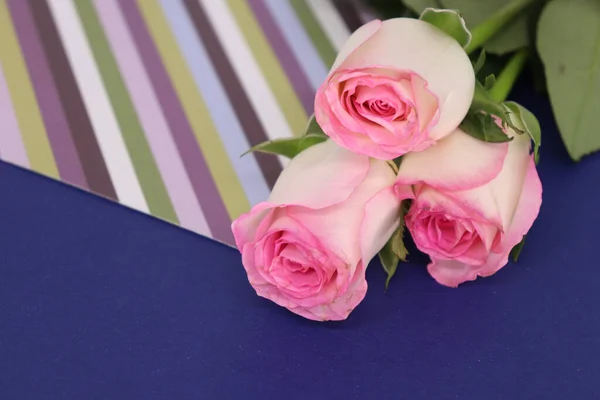 Prachtige Natuurlijke Roze Rozen Blauwe Tafel — Stockfoto