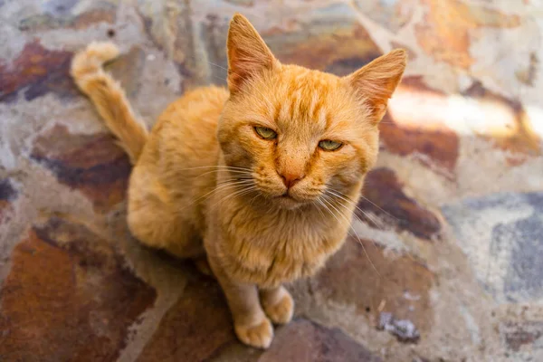 一只脾气暴躁的橙色生姜猫坐在铺好的地面上的特写镜头 — 图库照片