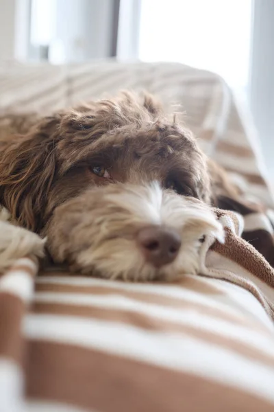 Zabawny Śpiący Labradoodle Spoczywa — Zdjęcie stockowe