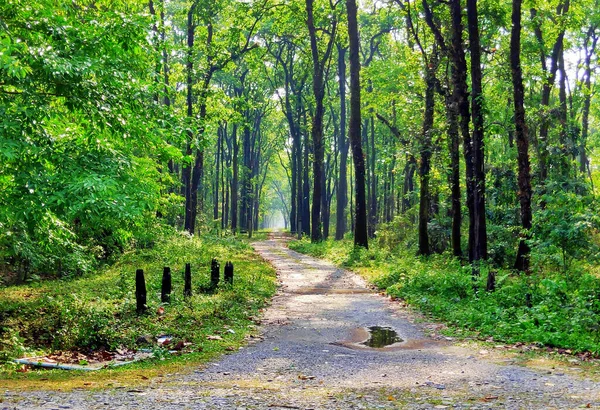 Walkway Green Woods — Stock Photo, Image