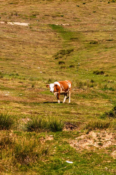 Cow Standing Grazing Grassy Field Sunny Day — Stock Photo, Image