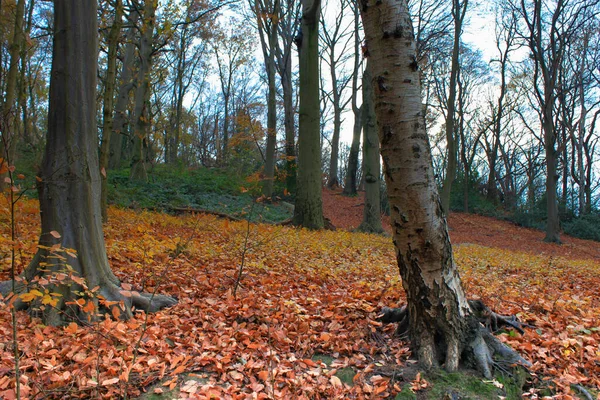 Krásný Výhled Stromy Podzimním Lese — Stock fotografie