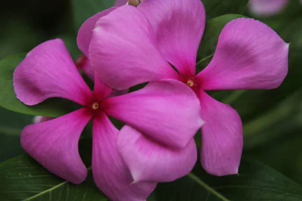 Zbliżenie Ujęcia Pięknych Egzotycznych Kwiatów Uchwyconych Lesie — Zdjęcie stockowe