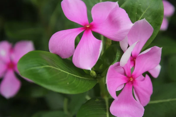 Primer Plano Hermosas Flores Exóticas Capturadas Bosque — Foto de Stock