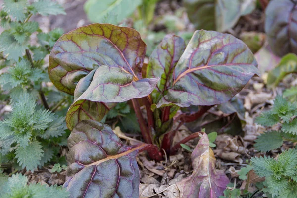 Cultivo Biológico Uma Variedade Acelga Outono — Fotografia de Stock