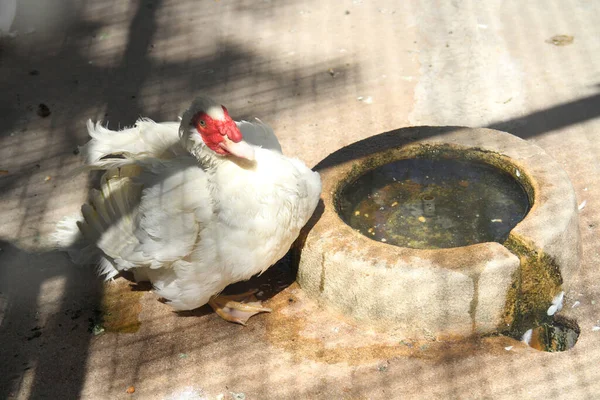 Egy Broiler Csirke Napon — Stock Fotó