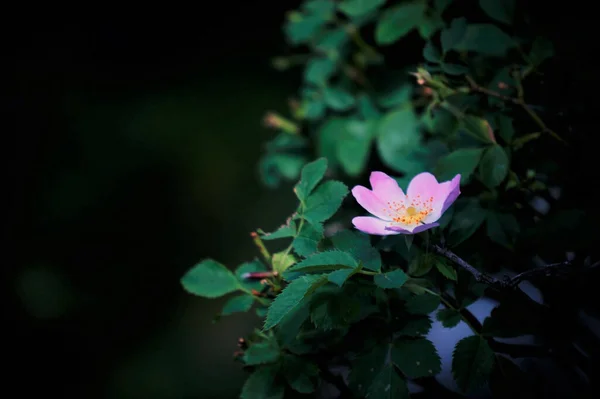 Gros Plan Une Fleur Hanche Rose Sur Arbuste — Photo